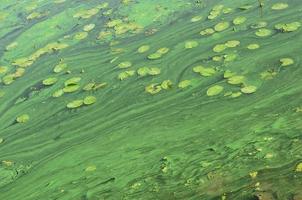 a superfície de um velho pântano coberto com folhas de lentilha e lírio foto