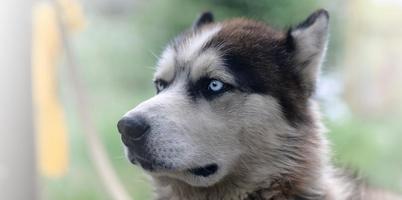 orgulhoso cão husky jovem bonito com cabeça no perfil sentado no jardim foto