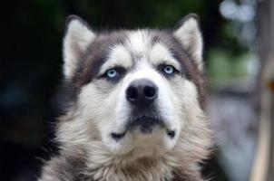 orgulhoso cão husky jovem bonito com cabeça no perfil sentado no jardim foto