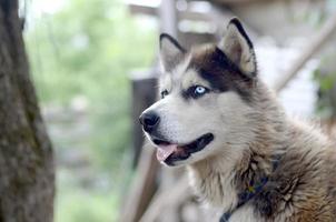 malamute ártico com retrato de focinho de olhos azuis close-up. este é um tipo nativo de cachorro bastante grande foto