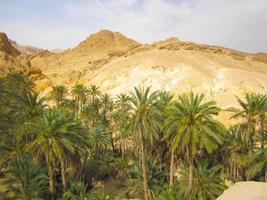 oásis verde no deserto do saara na tunísia foto