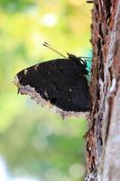 foto de uma borboleta com asas dobradas em uma árvore