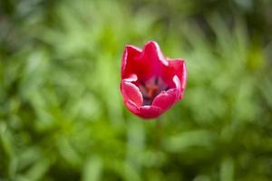 flor no jardim. tulipa no canteiro de flores. detalhes da natureza. foto