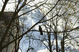 corvo senta-se na árvore. pássaro no galho. foto