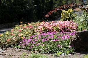 lindo jardim de flores coloridas com várias flores