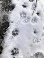 rastros de cachorro na neve. foto