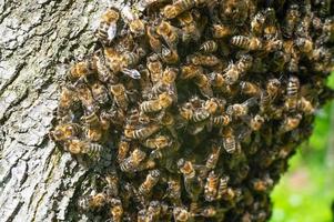 as abelhas enxameiam nas árvores, os insetos são trabalhadores. foto