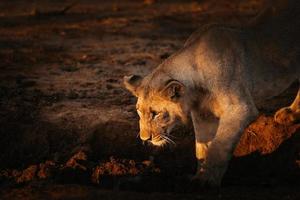 leão africano feminino brincando com um pau ao pôr do sol foto