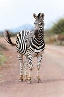 zebra sul-africana foto