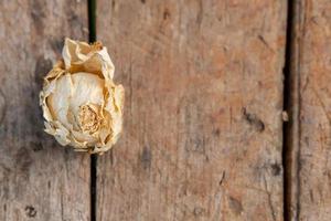 broto de rosa seca em um fundo de madeira, vista de cima foto