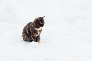 gato multicolorido senta-se na neve. gatos abandonados no inverno foto