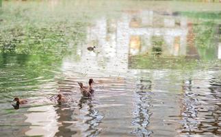 patos adornados nadam no lago. .uma foto horizontal de patos fofos nadando em um lago.