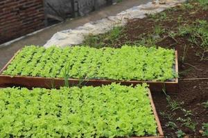 sementes de alface em caixas de bambu e prontas para serem plantadas foto