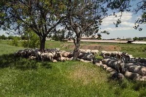 ovelhas deitadas sob a árvore paisagem photo foto