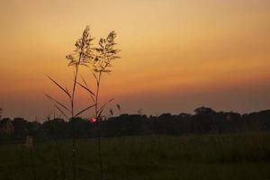 pôr do sol sobre a grama kans ou saccharum spontaneum flores paisagem vista foto