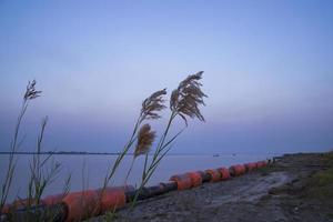 grama kans ou campo de flores saccharum spontaneum contra o céu azul colorido da noite foto