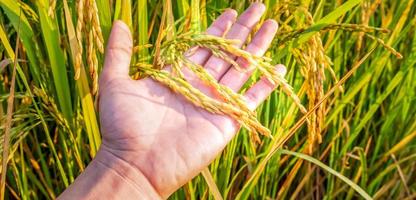 close-up de espigas de arroz na mão do fazendeiro, campo de arroz maduro de agricultura foto