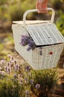 cesta de vime com flores de lavanda nas mãos de uma mulher jovem com luz do sol no campo. foto