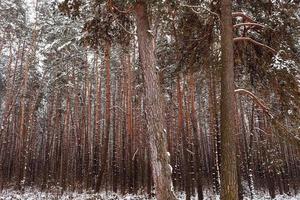 floresta de pinheiros, inverno, neve. floresta de pinheiros de inverno. a grandeza da floresta foto