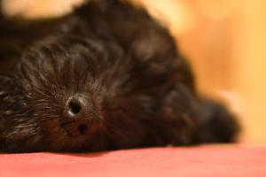 cachorro goldendoodle dormindo. o nariz está em foco, o resto embaçado. Preto e bronzeado foto