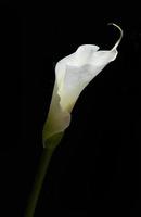 flor de lírio branco