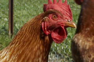 uma galinha marrom vermelha em um fundo verde foto