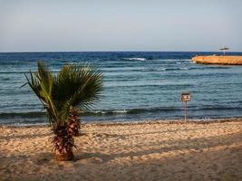 pequena palmeira na praia com horizonte largo foto