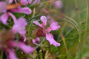 feche de flores cor de rosa nas montanhas na áustria. foto