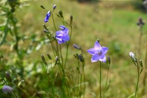 sinos azuis ou roxos, campanula em um dia quente de verão. flores no prado. foto