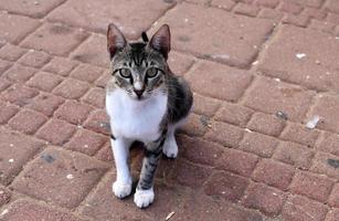 o gato doméstico é um mamífero da família dos felinos da ordem carnívora. foto