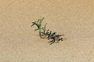 plantas e flores verdes crescem na areia da costa mediterrânea. foto