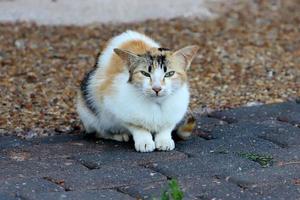 o gato doméstico é um mamífero da família dos felinos da ordem carnívora. foto