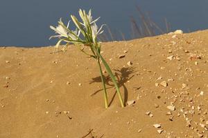 plantas e flores verdes crescem na areia da costa mediterrânea. foto