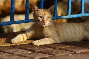 o gato doméstico é um mamífero da família dos felinos da ordem carnívora. foto