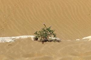 plantas e flores verdes crescem na areia da costa mediterrânea. foto