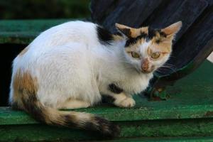 o gato doméstico é um mamífero da família dos felinos da ordem carnívora. foto