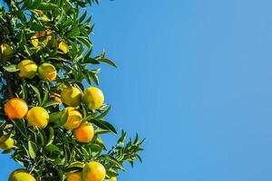 laranjas maduras nos galhos contra um céu azul brilhante com espaço para texto, colheita de frutas cítricas foco seletivo, ideia para plano de fundo ou publicidade foto