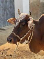 vaca e seu bebê branco e marrom foto