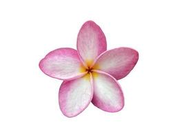 flores de frangipani rosa isoladas comumente conhecidas como plumeria, frangipani, árvore do templo. as flores são perfumadas e são ervas medicinais usadas em combinação com a noz-de-areca. foco suave e seletivo. foto