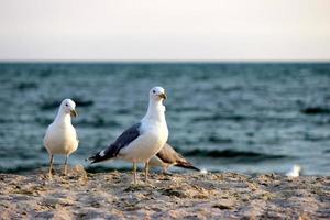 gaivotas na areia da praia foto