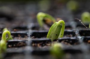 cultivar legumes e frutas em bandejas de plantio. crescendo foto