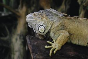 um retrato de uma iguana deitado em um galho no zoológico foto