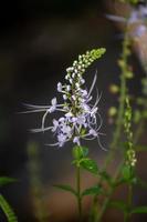 plantas de flores orthosiphon aristatus, kumis kucing, chá de java, planta de chá de rim, flores de bigodes de gato, misai kucing, gênero lamiaceae, livros de cerveja, stamineus, flickr malaio tradicionalmente foto