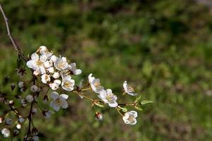 ramo de ameixa florescendo em um fundo de grama verde clara foto
