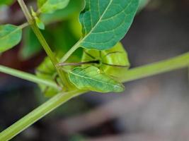 árvore physalis minima, hogweed, cereja moída na árvore, fruta cereja moída pigmeu. nome científico physalis angulata. tiro macro em uma manhã ensolarada. foto