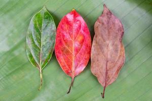 foto aproximada de três folhas diferentes, de cor verde, vermelha e marrom nas folhas de bananeira