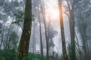 tiro de grande angular da floresta tropical da ásia e nascer do sol nebuloso com árvore pela manhã