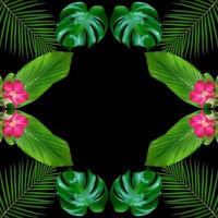 monstera verde deixa padrão para o conceito de natureza, plano de fundo texturizado de folha tropical foto