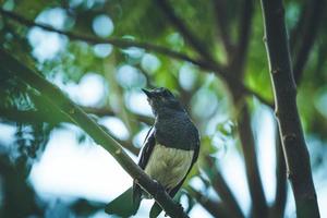 pássaro preto e branco na árvore foto