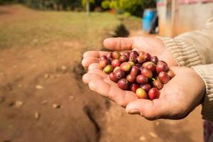 alguém segurando grãos de café crus na mão. foto